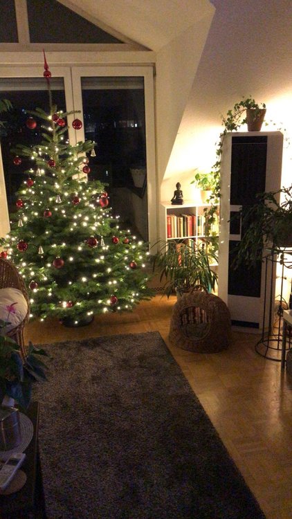 Weihnachtsbaum 20191.jpg